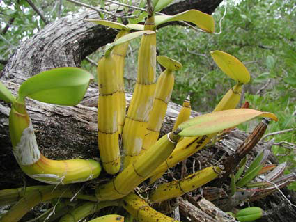 [Banana-orchid.jpg]