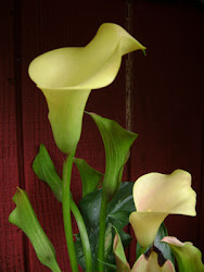 Calla lilies in my garden.