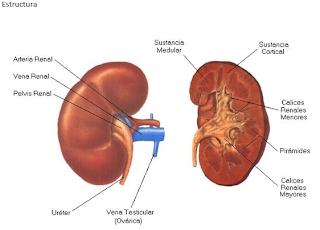 Anatomia: RIÑON POR CARMEN HELENA