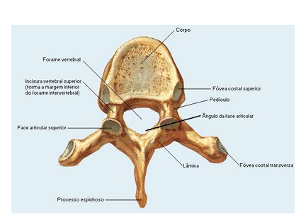 enfermeriauq: HUESOS Y ARTICULACIONES DEL TORAX por Daniel Giraldo R.