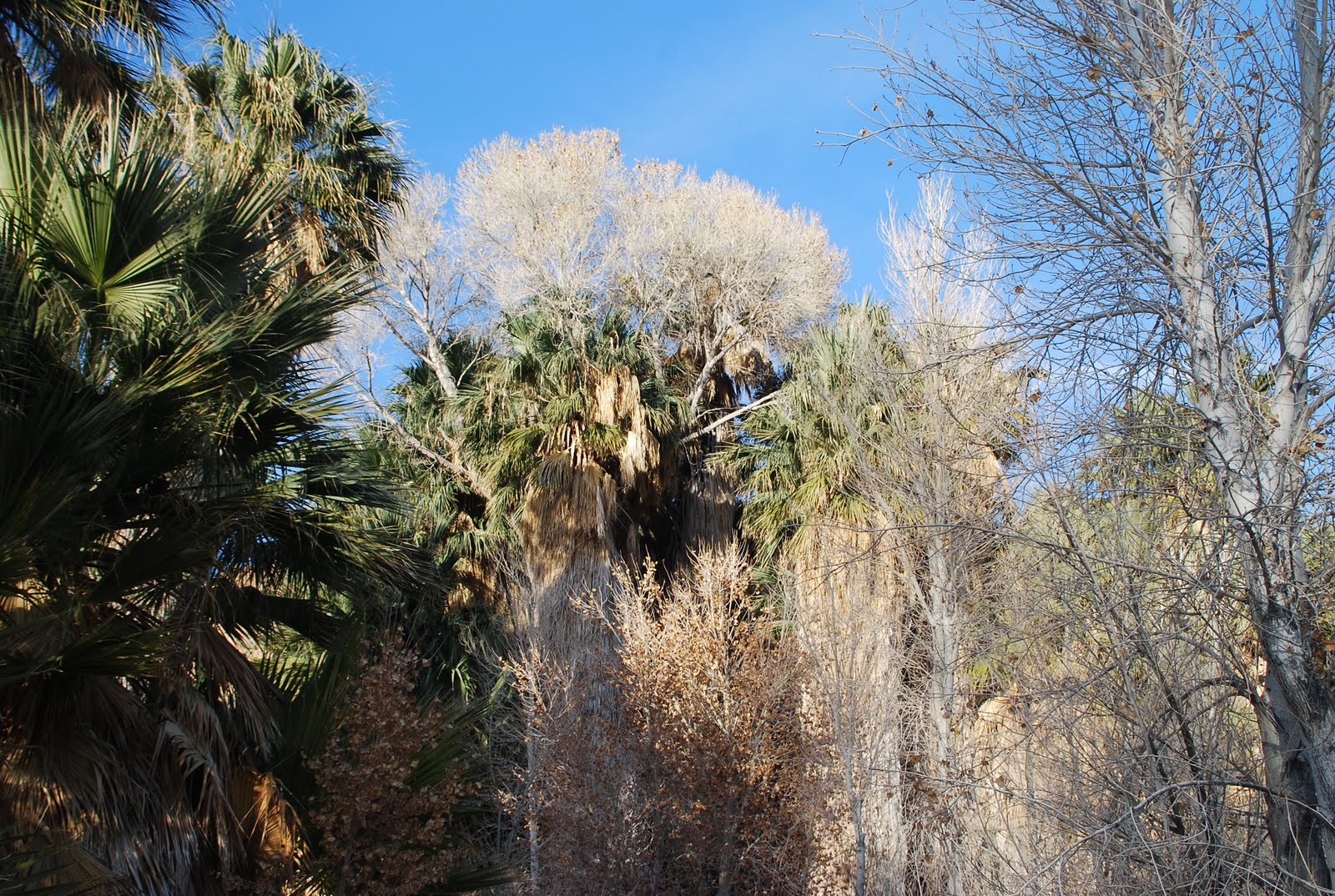 Deserts and Beyond Cottonwood SpringsJoshua Tree National Park