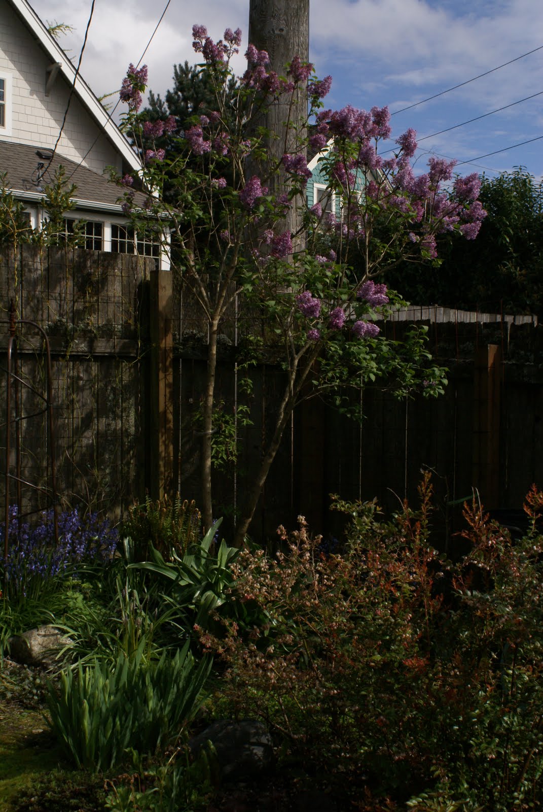 I'm In The Garden Today It's Lilac Season