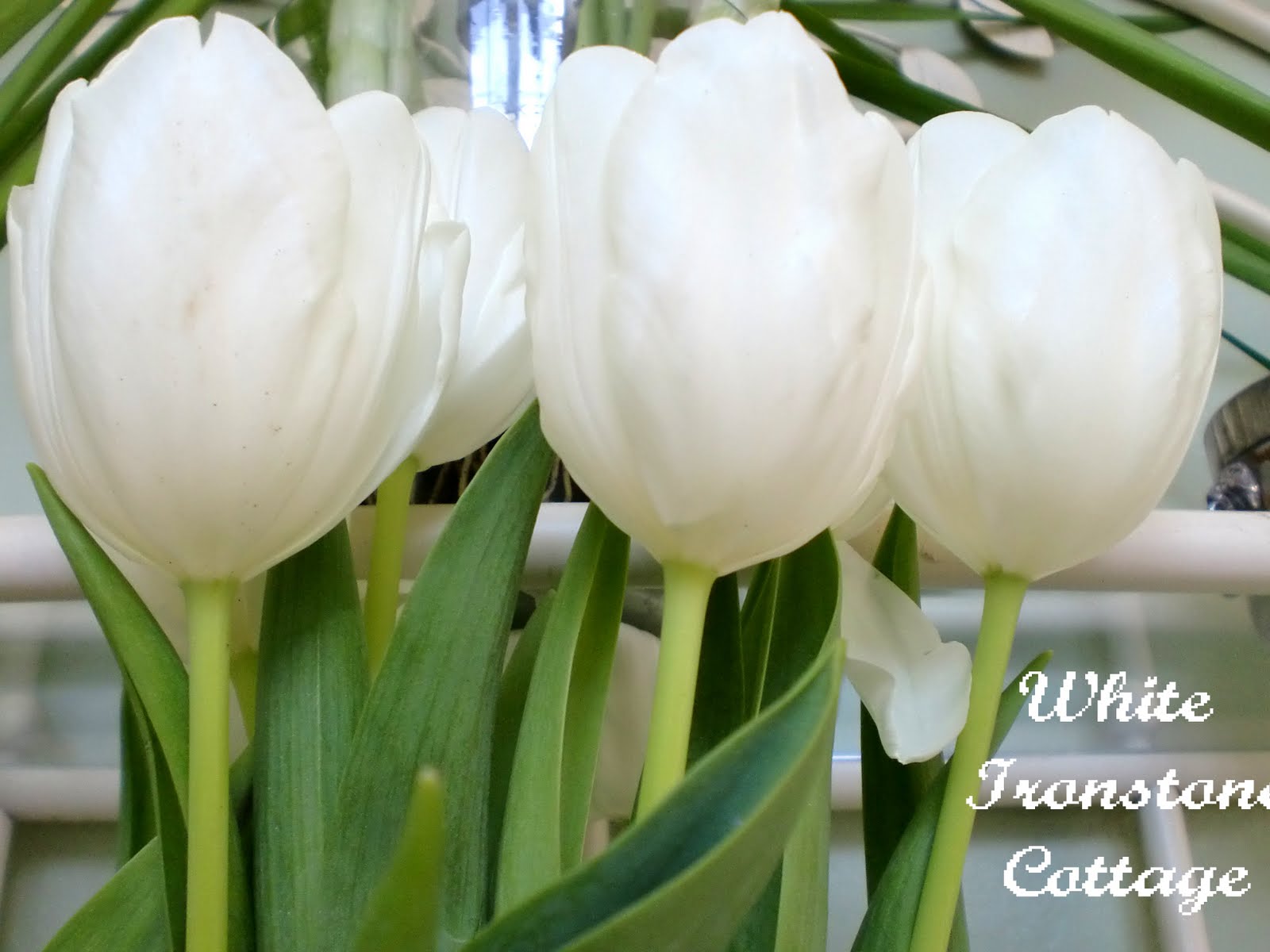 White tulips White Ironstone Cottage