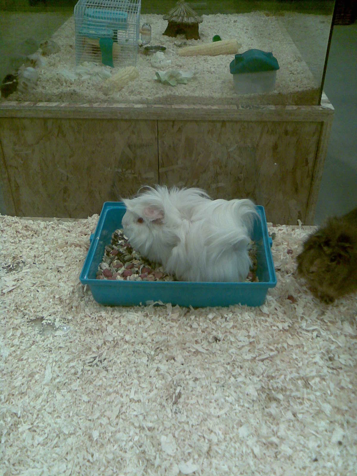 Desert Girl on Kuwait There is finally a REAL pet shop in Kuwait! PetZone