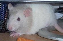 Ashley's Pet Rat ~ "Pip"