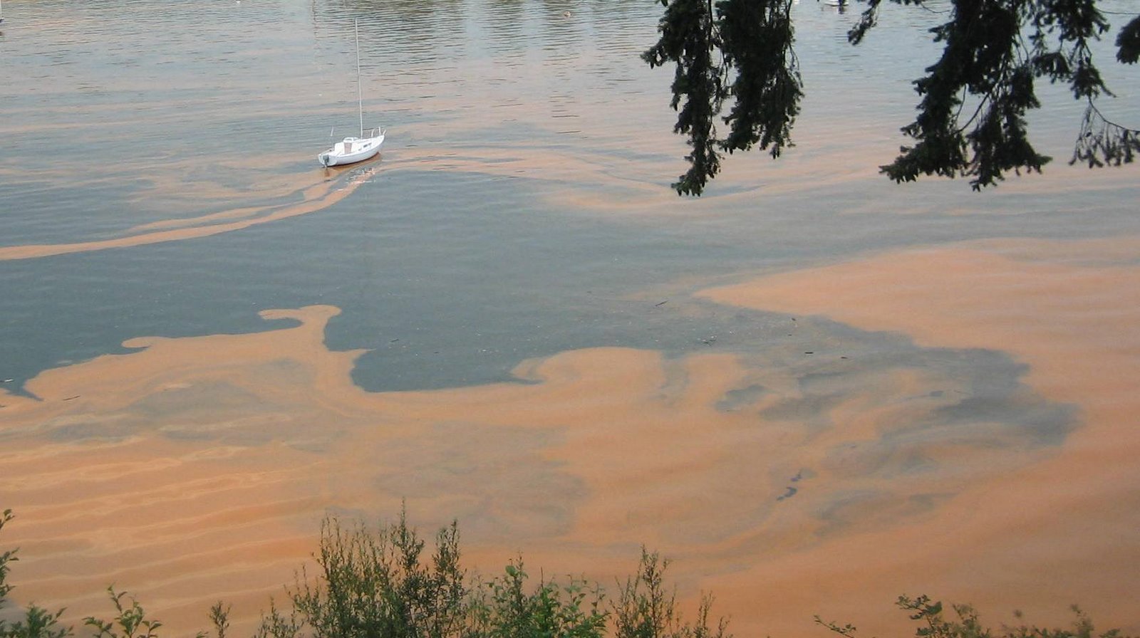 [noctilucnameless.jpg]