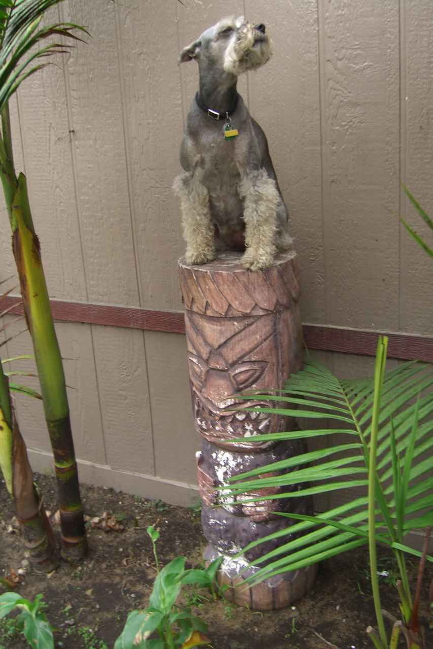 [tiki_dog.jpg]