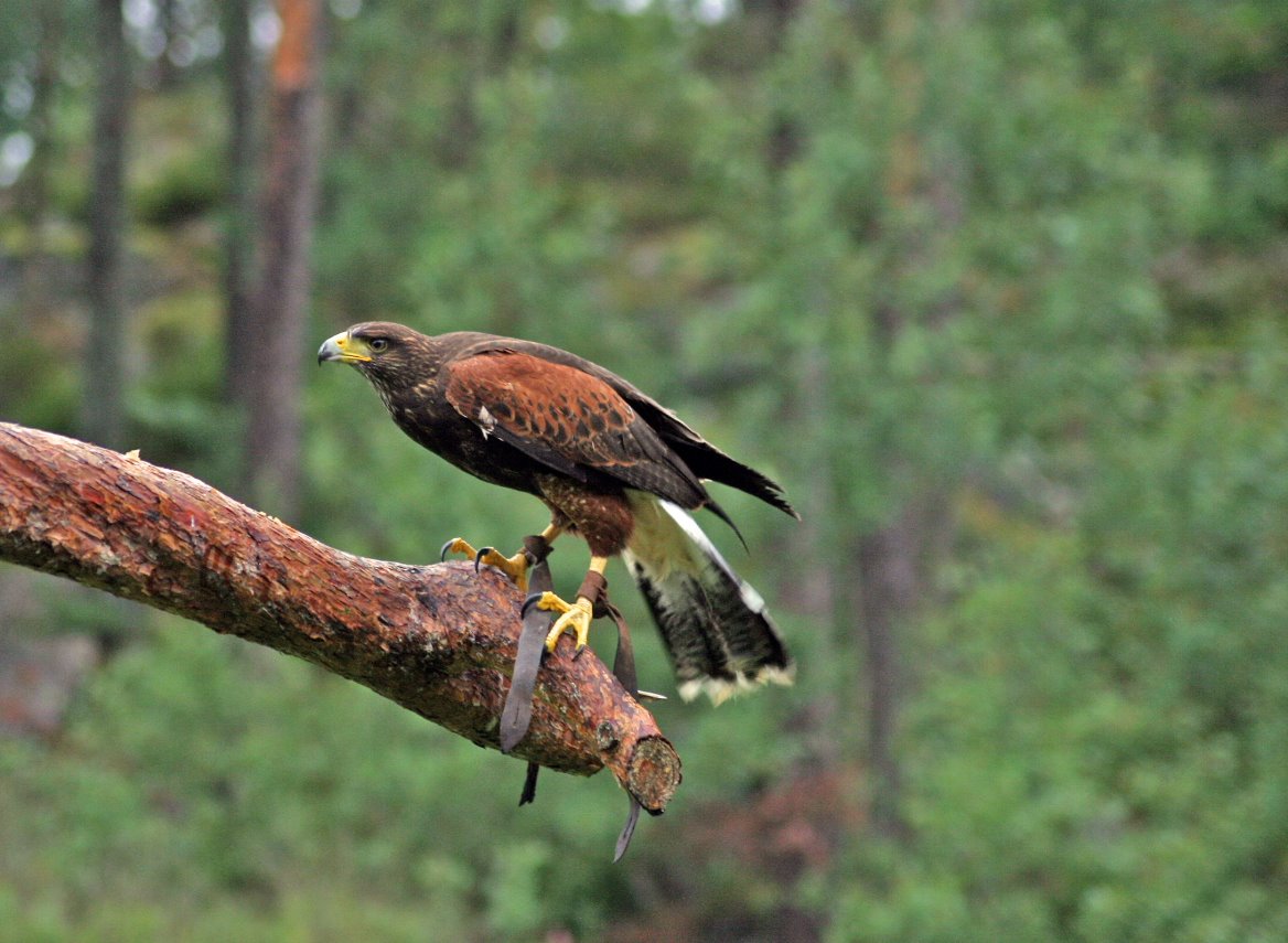 [080807_Kolmården_0006.JPG]