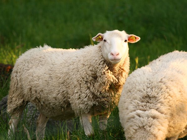 [sheep.jpg]