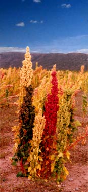 [quinoa.jpg]