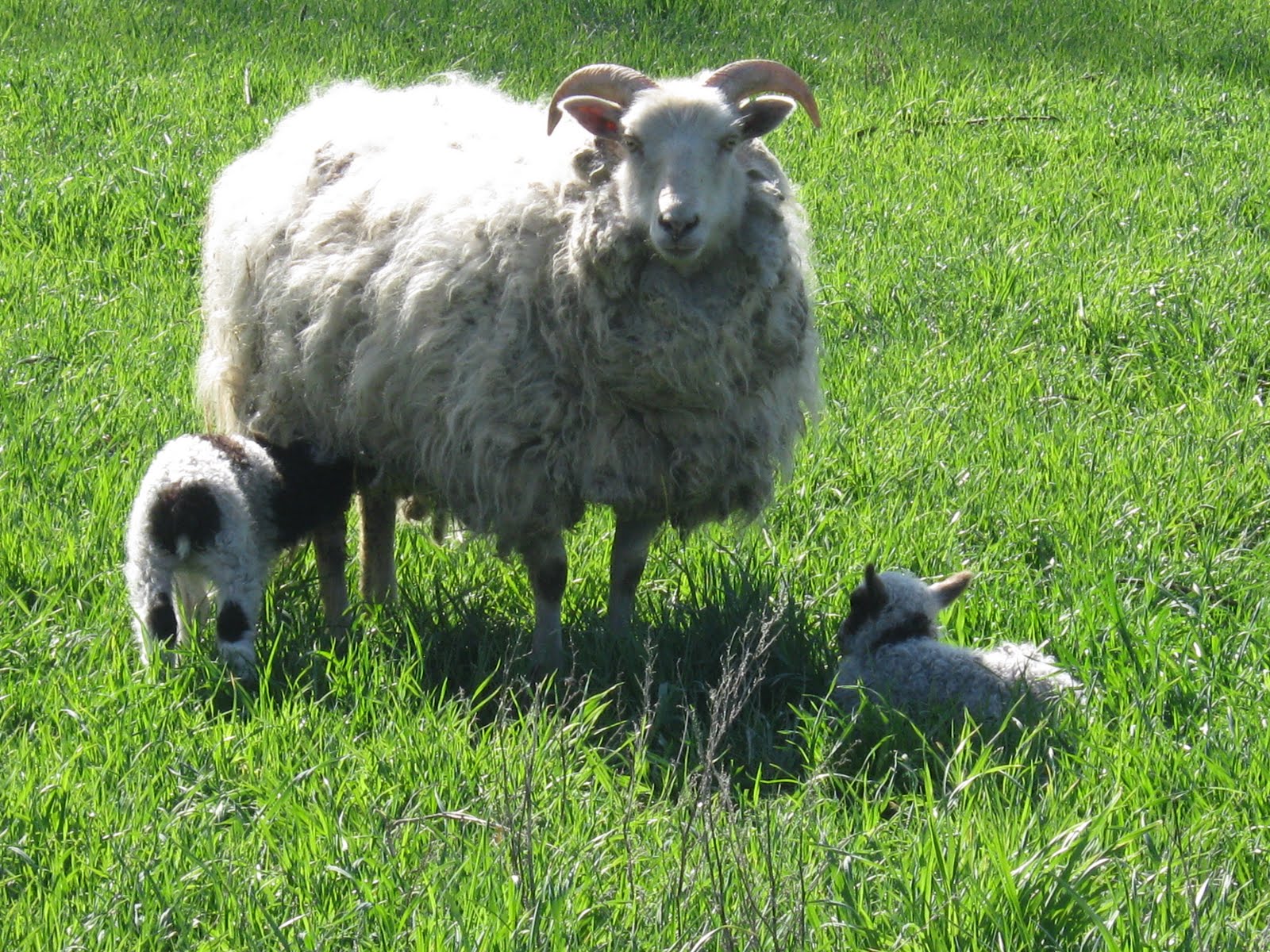 Овцы в исландии