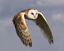 barn-owl-in-flight-small.jpg