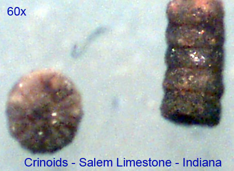 [crinoid-stems-2-salem-limestone-indiana.jpg]