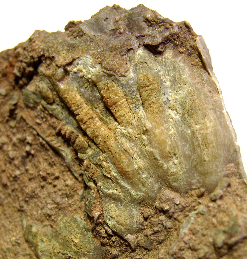 [crinoid-calyx-from-Quebec-Canada-silurian-or-devonian-period.jpg]