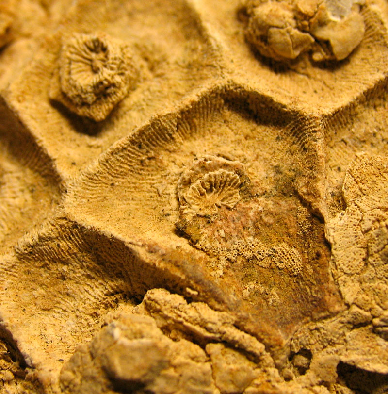 Louisville Fossils and Beyond: Silurian Arachnophyllum Plus Aulopora
