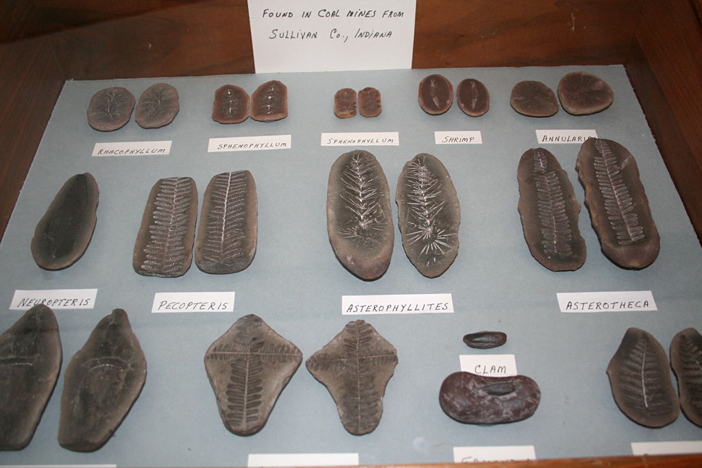 Louisville Fossils and Beyond GeoFest 2010 Report