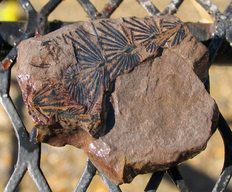 Louisville Fossils and Beyond Annularia of Eastern Kentucky