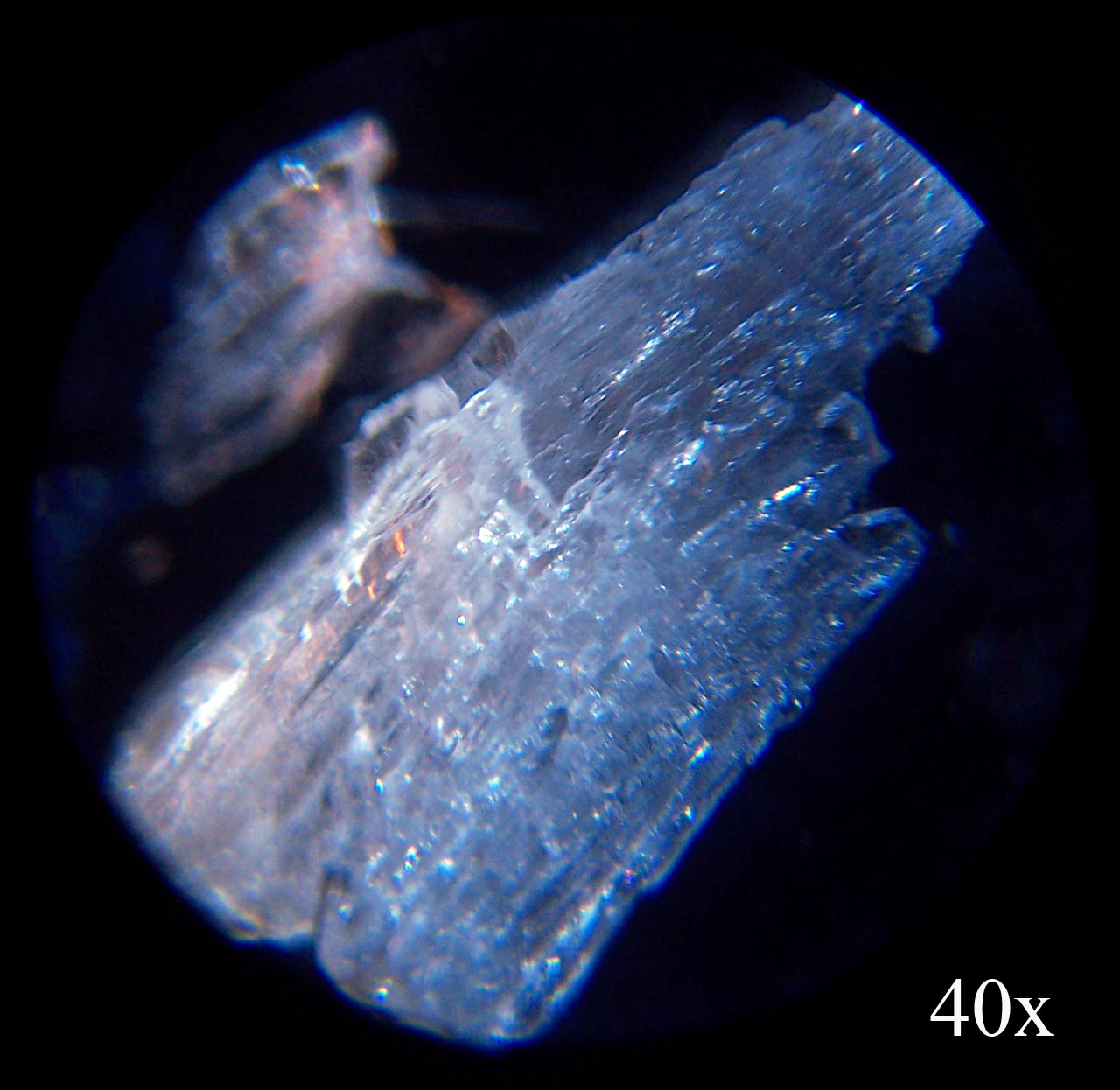 Louisville Fossils and Beyond Gypsum Sample