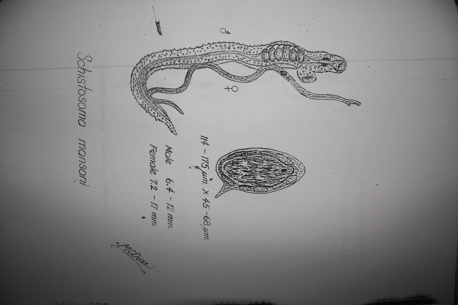 MD Files: Medically Important Parasites [Sketch by Dr. Macario Diaz]