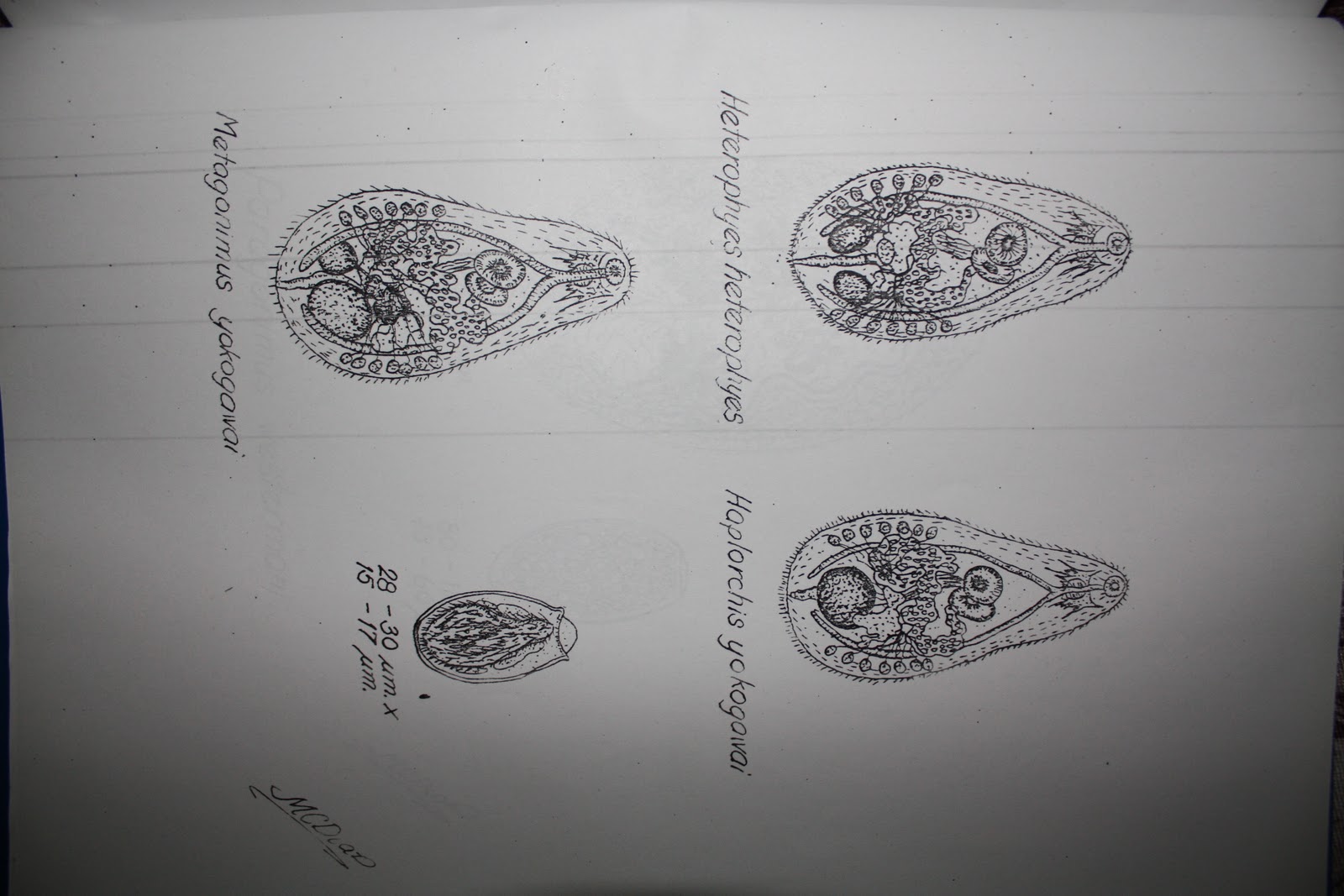 MD Files: Medically Important Parasites [Sketch by Dr. Macario Diaz]