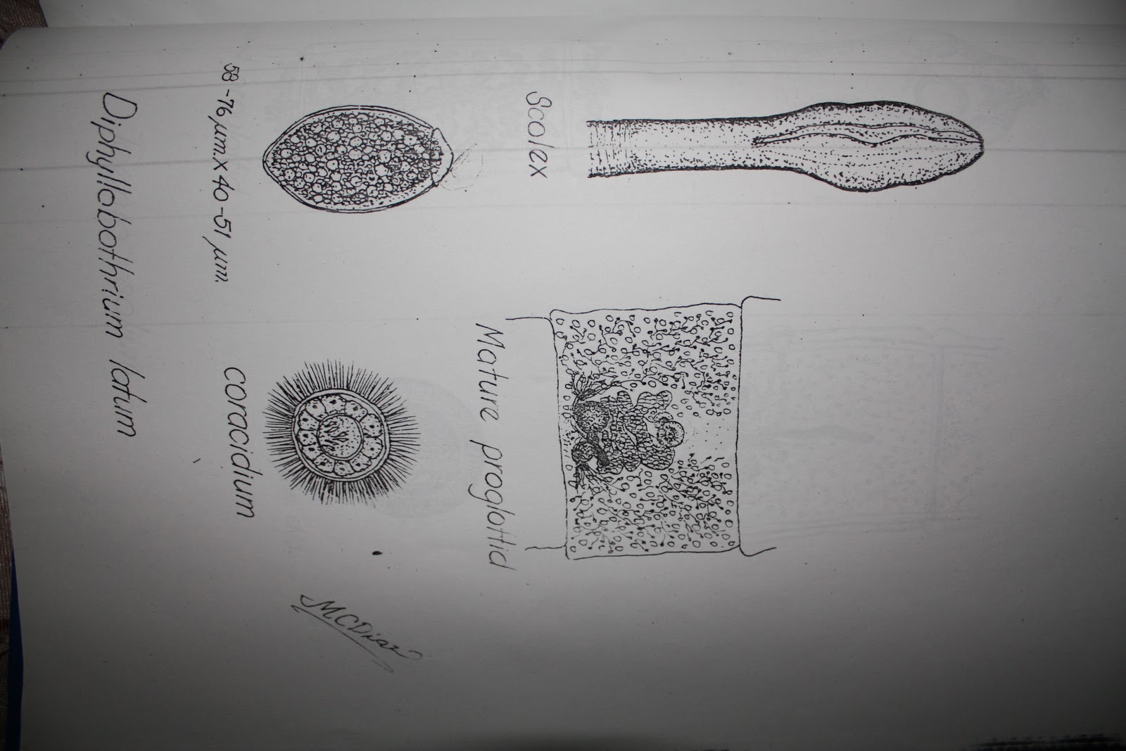 MD Files: Medically Important Parasites [Sketch by Dr. Macario Diaz]