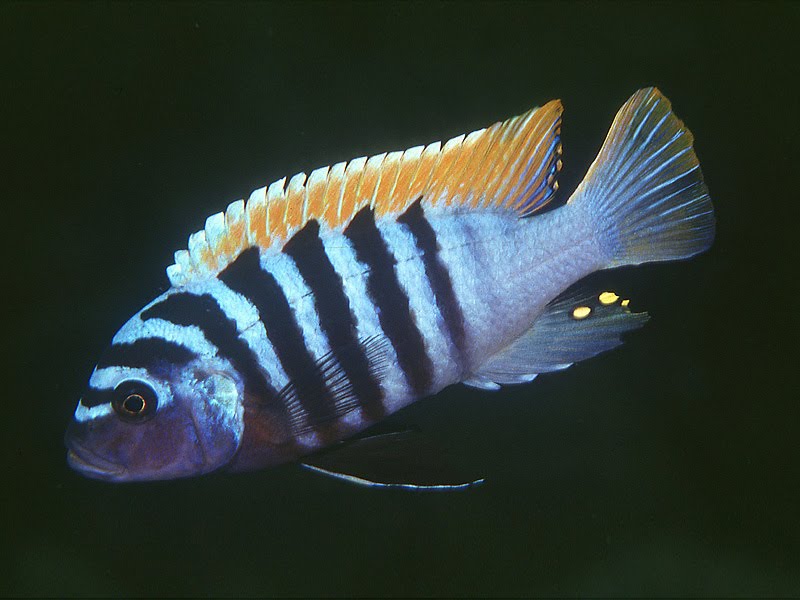 Acuarios Spetyone: Pseudotropheus zebra image.