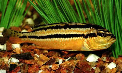 Acuarios Spetyone: Pseudotropheus auratus