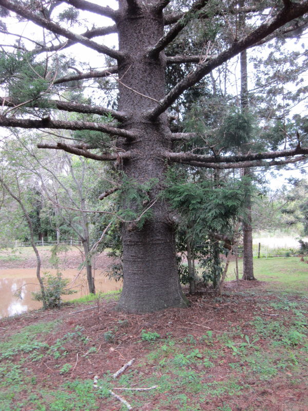Tom and Anne's Garden Hoop pine and new bridge