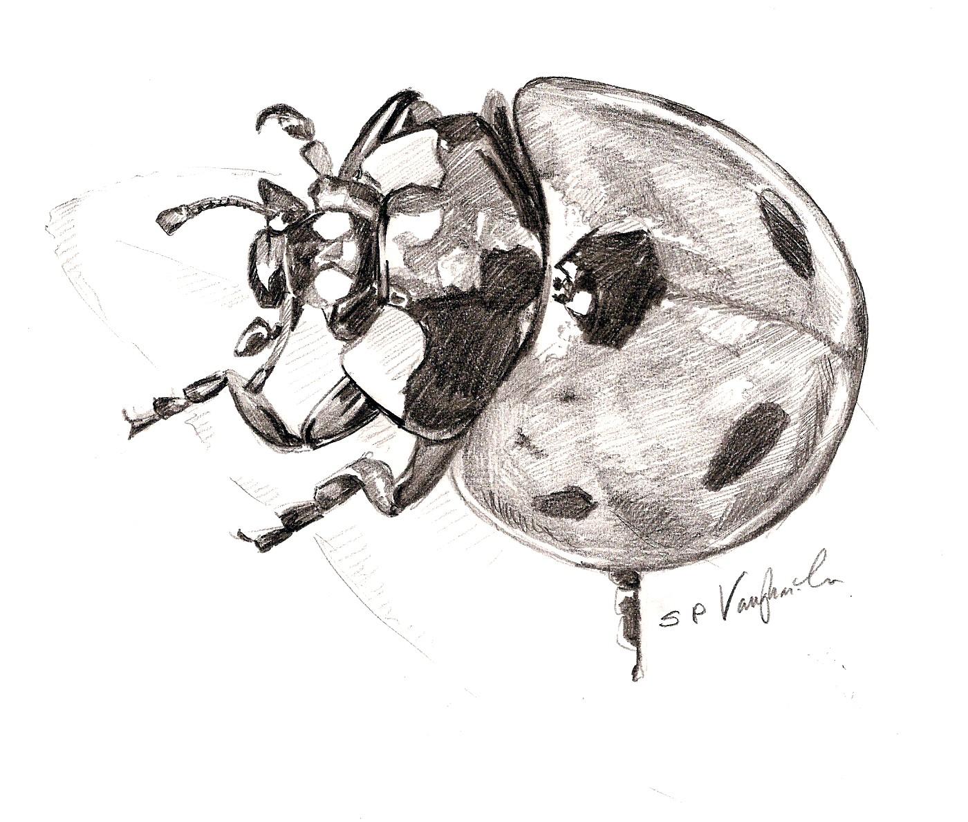 how to draw a ladybug | Ladybird drawing, Lady bug tattoo, Sketch icon
