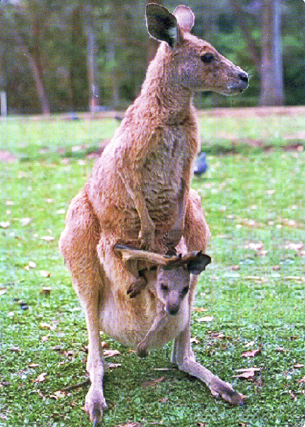 Большой рыжий кенгуру. Рыжий кенгуру с сумкой. Большой кролик типа кенгуру. Сумка кенгуру мужская. Кенгуру архив