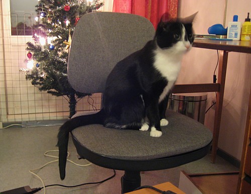 [Anni_tyotuolilla_hassu_hanta.jpg]