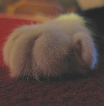 [Anni_tassu_tosi_lahelta.jpg]