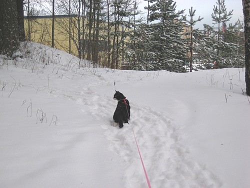 [Anni_karkasi_kuvasta_pihalla.jpg]