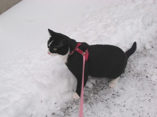 [Anni_pihalla_pelkaa_autoa.jpg]