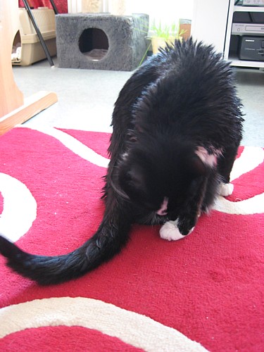 [Anni_pesulla_3.jpg]