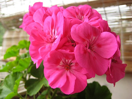 [pinkki_pelargonia_lahelta.jpg]