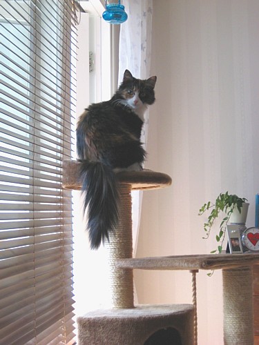 [Salsa_kiipeilypuuntasolla.jpg]