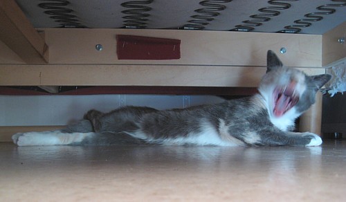 [Sinni_haukottelee_sohvan_alla.jpg]