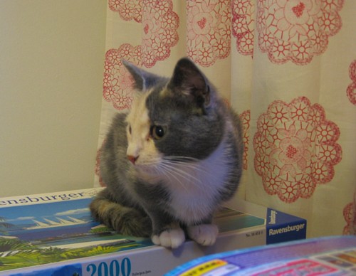 [Sinni_istuu_palapelian_paalla_jotain_annimaista.jpg]