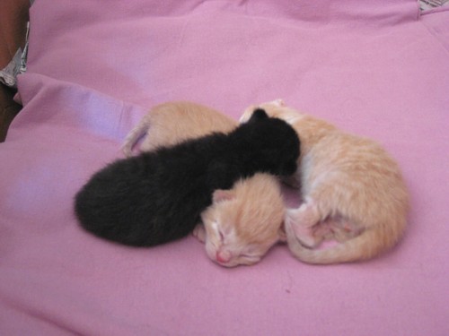 [Sinni_pennut_lajana.jpg]