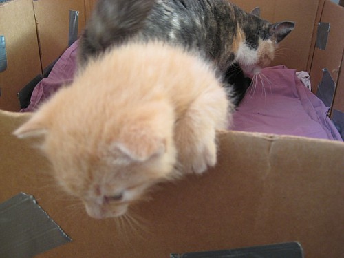 [Hippu_karkaa_kun_aitin_silma_valttaa.jpg]