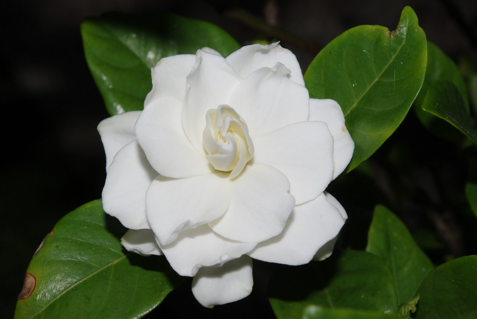 Flore en Valois Jasmin du Cap, Gardenia jasminoides
