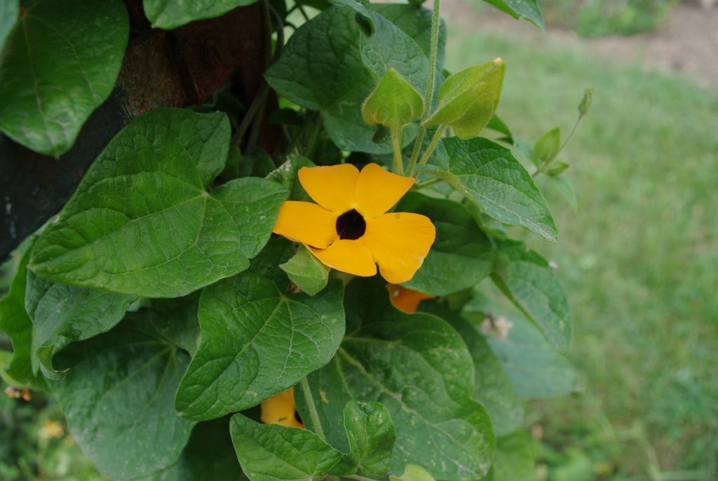 Flore en Valois Suzanne aux yeux noirs, Thunbergia alata Boj.
