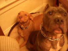 Adopt me!
