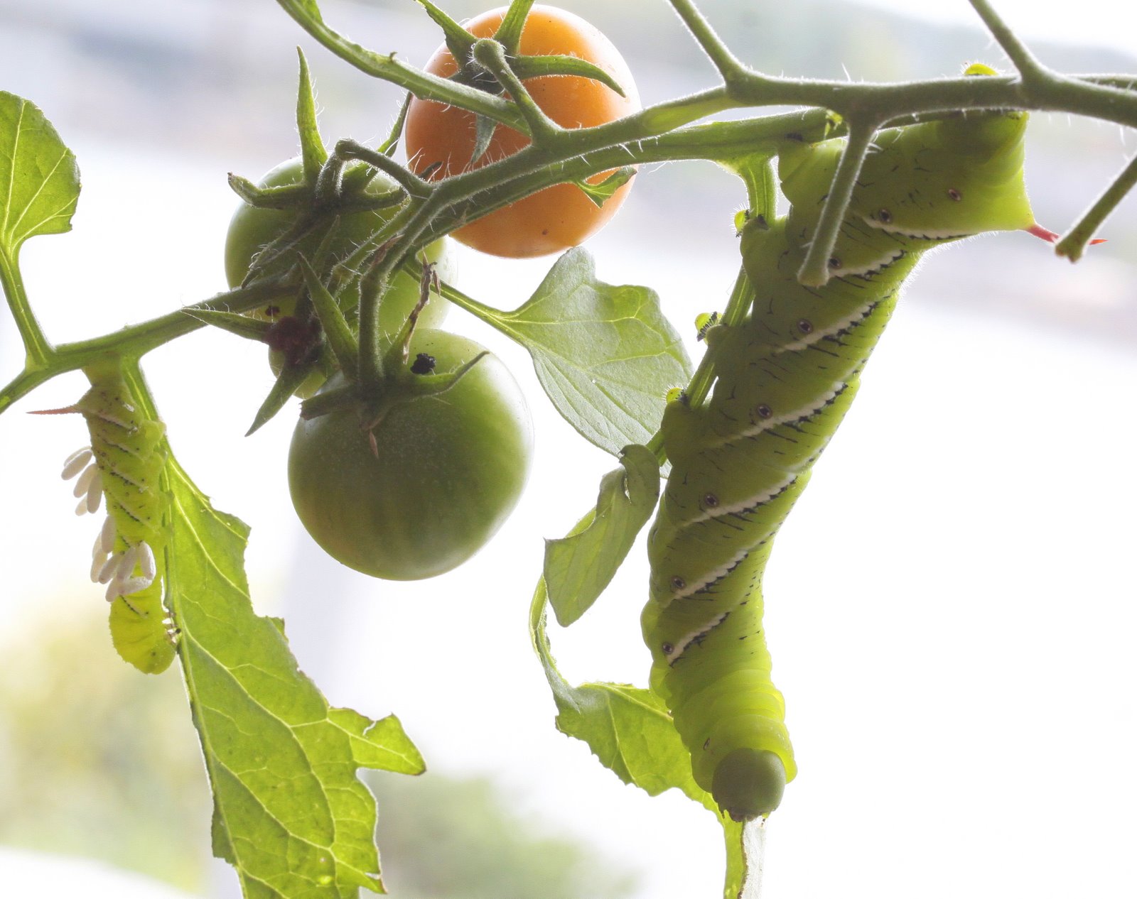 download cut worms on tomatoes download cut worms on tomatoes