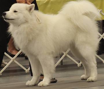 Actualizaciones en Perrilandia: Rottweiler, Samoyedo, Boston Terrier