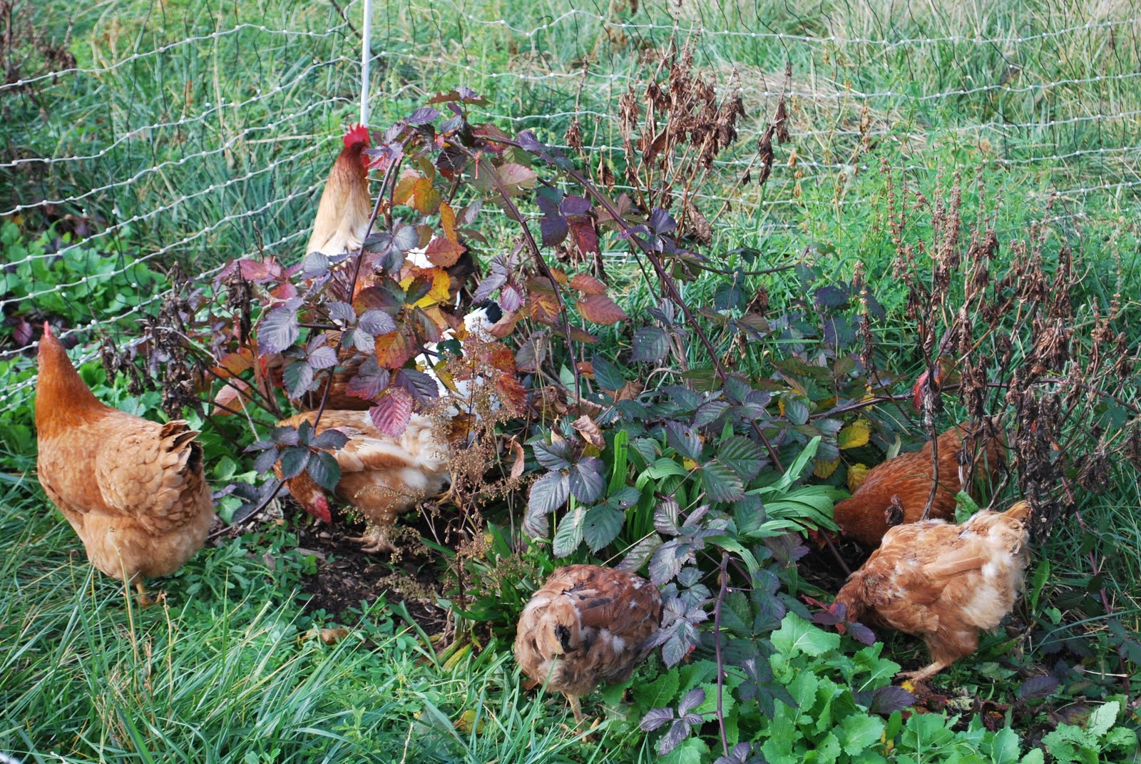 Camp Pleasant, Frankfort Kentucky A New Chicken Coop