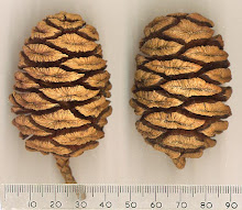 .redwood pine cones.