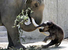 .baby elephant.