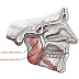 amidianborn armor errors amidianborn armor errors